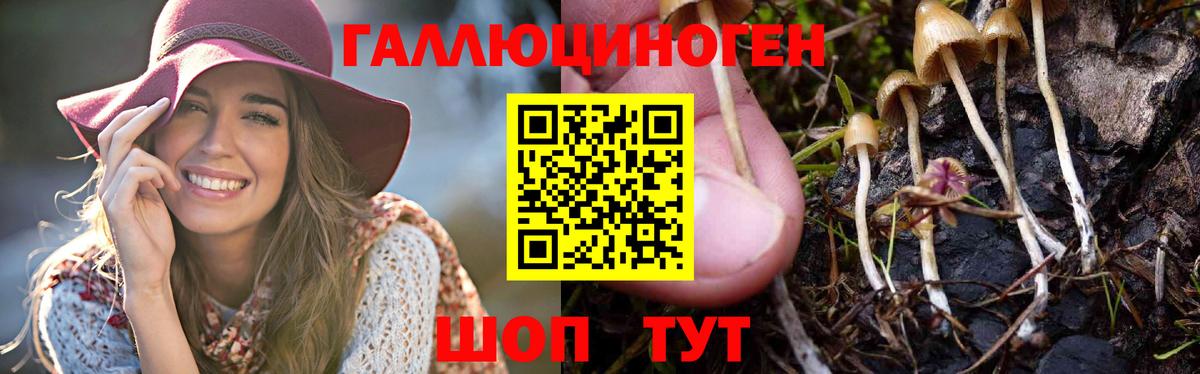 Сокол  Псилоцибиновые грибы MAGIC MUSHROOMS  Вход с VPN 